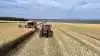 Den faldende pris skyldes den stigende europæiske produktion og forventninger om en god canadisk canola-høst, hvilket øger det globale udbud. Arkivfoto
