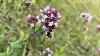 Vild oregano er en af de duftende krydderurter, der tiltrækker allerflest insekter. Fotos: Danske Anlægsgartnere