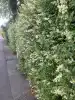 De fleste kender den blomstrende, duftende ligusterhæk, som tiltrækker mange insekter, men faktisk fungerer liguster også glimrende som fritstående busk, som kan nå op til 5 meters højde.