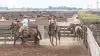 Argentina er blandt andet kendt for sit kødkvæg på pampassen og i store feedlots, hvor det bliver passet af små og store gauchoer på hesteryg.