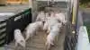 I 2024 blev der i gennemsnit sendt 20.143 smågrise på op til 50 kilo dagligt fra Danmark til Tyskland. Yderligere knap 25.000 gik til andre lande. Arkivfoto