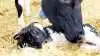 Forskere fra Institut for Husdyr- og Veterinærvidenskab ved Aarhus Universitet har blandt andet vurderer hvad den tidlige adskillelse af ko og kalv betyder for deres velfærd. Akivfoto