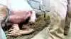 - Rådet finder det ikke acceptabelt, når den målrettede avl alene anvendes til at tilgodese menneskers interesser i forhold til en mere effektiv animalsk produktion, lyder en af rapportens konklusioner. Arkivfoto