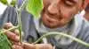Forædling af sojabønnen er helt central, og her er det en medarbejder fra firmaet Don Mario, som er ved at bestøve en plante.