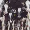 I slutningen af marts 2025 fik FirstFarms konstateret mund- og klovesyge på bedriften i Plavecky Stvrtok i Slovakiet, hvilket har påvirket halvårsregnskabet. Arkivfoto