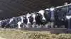 Avlsforeningen Dansk Holstein bevilger en million kroner til klimaforskning. Arkivfoto: Tenna Bang