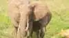 Det er altid imponerende at se en stor hanelefant, når man kører rundt på safari.
