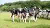 Skuets bedste Holstein-besætningsgruppe på MidtWest Farmshow: Bathau Holstein, Tjele.