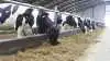 På fredag er der årsmøde ved Dansk Holstein. Arkivfoto: Tenna Bang