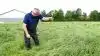 Ib Hjorth finder en enkelt skræppe i rajgræsmarken. Ved at klippe den før planten sætter frø, slipper han for at fjerne dem fra marken. Skræppefrø er særligt skadelige for frøet, fordi plantens frø ikke kan renses fra græsfrøet. 