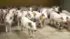 CrownFarm indebærer bl.a. afbrænding af metan fra gylle. Det er en teknologi opfundet af AgroGas og udbredt i samarbejde med Danish Crown. Arkivfoto: Tenne Bang