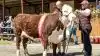 Både kvæg, heste og mange andre husdyr kommer til Herning. Her er det bedste interbreed hundyr, som sidste år gik til en hereford-ko fra Bent Sørensen, Hovedgård. Herefordracen kan i år fejre 50 års jubilæum med ekstra mange dyr på pladsen. Arkivfoto