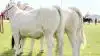 Der bliver kamp om pladserne når 63 charolais-dyr stiller til bedømmelse. Arkivfoto