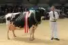 Den prestigefyldte kåring som Miss Danmark på Landsskuet i Herning gik til Dansk Holstein - en smuk ko fra Raunhøj Dairy I/S i østjyske Hjortshøj