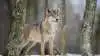 En ulv er blevet lovligt reguleret ved Klosterheden Plantage, efter at den flere gange havde forceret et ulvesikret hegn. Foto: Colourbox