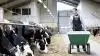Seges’ nye prognose viser faldende mælkepris og indtjening hos mælkeproducenterne. Effektivt Landbrug bringer mere om den nye prognose i morgen torsdag.