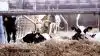 Høj tilvækst hos kalvene sikrer hurtigere inseminering og dermed lavere omkostninger til produktion af kælvekvier, viser analyse.