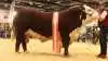Bedste handyr og bedste kødkvægsdyr: Hereford-tyr fra Moeskær Polled Hereford, Randers.
