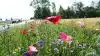 Stadig flere landmænd anlægger blomsterstriber, der per definition er bivenlige. Foto: Henrik Sieben