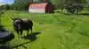 På Musk Ox Farm holdes dyrene under forhold, der minder mest muligt om deres naturlige levevis. De går ude året rundt og fodres primært med hø og naturligt grovfoder.
