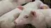 Fødevarestyrelsen gennemfører fra april 2026 og resten af året medicinkontrol i svinebesætninger med fokus på anvendelse af antibiotika. Arkivfoto: Camilla Bønløkke