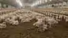 Fjerkræproducenterne har styrket økonomien markant og er blandt de drivende kræfter bag fremgangen i den animalske sektor. Arkivfoto: Tenna Bang