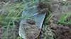 Korrekt sådybde er vigtig for god fremspiring. Det er nu, der skal tjekkes, om dette års sådybde var korrekt, eller der skal indstilles anderledes næste år. Arkivfoto