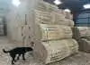 På billedet ses Miscanthus Sinensis (elefantgræs), som kan anvendes til dels tagdækning på samme måde som tagrør, dels indgå i diverse byggematerialer såsom plade- og kompositmaterialer og som akustik- og isoleringsmaterialer. Foto: Andreas Dyreborg Martin, Roskilde Universitet