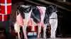 Nordic Dairy Expo er et nyt kvægskue, hvor de bedste køer samles til bedømmelse i ringen og auktion, og som skal være et nyt samlingspunkt for kvægbranchen i Danmark og det nordlige Europa. Foto: Dansk Holstein