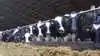 3F afviser at føre en konflikt, der vil påvirke dyrenes velfærd. Billedet er fra en anden mælkeproducent. Arkivfoto: Tenna Bang