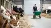 KA overvejer juridiske skridt mod 3F, efter konfliktvarsler af flere mælkeproducenter. Foto: Colourbox