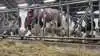 VikingDanmark og Dansk Holstein indgår en ny aftale med klarere ansvar og fortsat fokus på NTM og avlsværdi. Arkivfoto: Tenna Bang