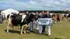 Bedste ældre holstein og Miss Gl. Estrup: Højgaard I/S, Kjellerup.