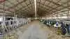 FirstFarms fastholder forventningerne for 2026 trods faldende omsætning og lave priser på mælk og grise. Arkivfoto: FirstFarms