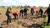 Folkeskoven i Odsherred skulle have været etableret i samarbejde med Growing Trees Network, der har været en aktiv medspiller på lignende projekter andre steder i Danmark. Billedet her stammer fra etableringen af Greve Folkeskov i 2024. Arkivfoto: Folkeskoven.dk