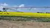 Canadiske canola-lagre vokser og dæmper rapsmarkedet, men oliepriser og vejr-risici holder fortsat priserne oppe. Arkivfoto: Jørgen P. Jensen