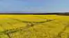 Ifølge analyse- og handelsrådgivningsfirmaet AgroMarkets understøttes rapsmarkedet fortsat af stigende produktion og større arealer i Canada og Australien, mens EU ventes at få lidt lavere udbytter. Arkivfoto: Per Jørgensen
