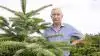 - Hvis ikke klimaet finder tilbage til mere normale tilstande, ser det sort ud for de danske juletræsproducenter, forudser skovfoged Klaus Jørgensen fra Lundby på Tåsinge. Foto: Ebbe Mortensen