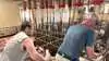 I december 2025 modtog Burgener Farm 120 DanBred Yorkshire polte fra DanBreds facilitet i Canada. De inseminerer dem nu med DanBred Landrace sæd for at producere deres første generation af DanBred Hybrider. 