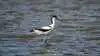 Klyden er blandt de arter, der har haft et godt år i Roskilde Fjord. Årets fugletælling viser næsten 100 ynglepar i fjorden samt omkring 45 par ved Selsø Sø og Bredvig Sø ved Skibby. Arkivfoto: Peter Pelle