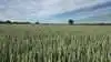 De såkaldte mark-mykotoksiner, som DON og zearalenon,  stammer fra Fusarium-svampe. De udvikles typisk i blomstringsperioden om foråret og afhænger i høj grad af vejrforholdene i det enkelte område. Foto: Camilla Bønløkke