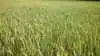 Vårtriticale: Arkivfoto