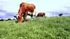 Ifølge Asger Christensen anerkender Kommissionen noget, som han mener alt for ofte bliver glemt i debatten. - Husdyr er en vigtig del af biodiversiteten. Græssende dyr holder naturarealer åbne, skaber levesteder for planter og dyr og bidrager til et varieret kulturlandskab, skriver han i læserindlægget. Arkivfoto: Erik Hansen