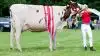 Bedste yngre Holstein: Dueholm, Skive.