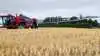 Tidlig udsåning i stående korn skal give efterafgrøderne flere vækstdøgn og dermed øge potentialet for biomasse til biogas. Fotos: BJ-Agro