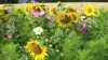 Blomster er en bedre forretning end korn, mener formanden for korndyrkerne i Sverige, som nu har øget sit areal med blomster til 250 hektar. Arkivfoto