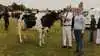 Trods regnen var humøret højt ved gårsdagens dyrskue i Ribe. På billedet skuets bedste ældre holsteinko og dens ejer Johannes Bjerre Lauridsen, Hillerup, der er med i dyrskueudvalget sammen med dyrskueformand Karen Kjær. Fotos: Erik Hansen