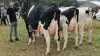 Ved besætningskonkurrencen hos holstein besatte disse tre køer fra Højager Holstein i Hjerting ved Rødding førstepladsen.