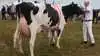 Bedste ældre holsteinko blev denne Newstar-datter fra Midtgård Holsteins i Hillerup. Den fik tillige topkarakteren 24 point.