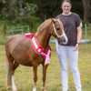 Blandt hopperne udpegede dommerne denne Welsh Cob-hoppe fra Signe Horndrup, Brenderup Fyn, til titlen som skuets bedste. Foto: Henrik Nyvang Kristensen